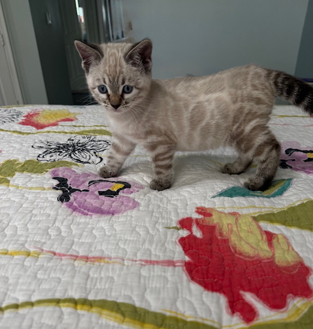 beautiful snow bengal kittens for sale in florida