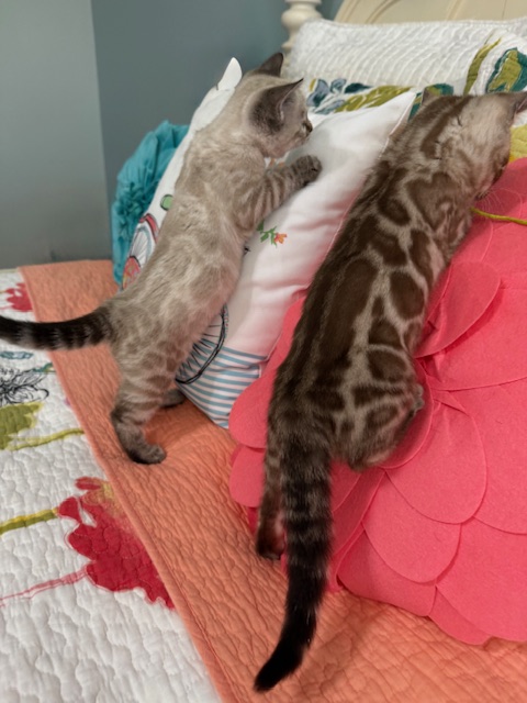 beautiful snow bengal kittens for sale in florida