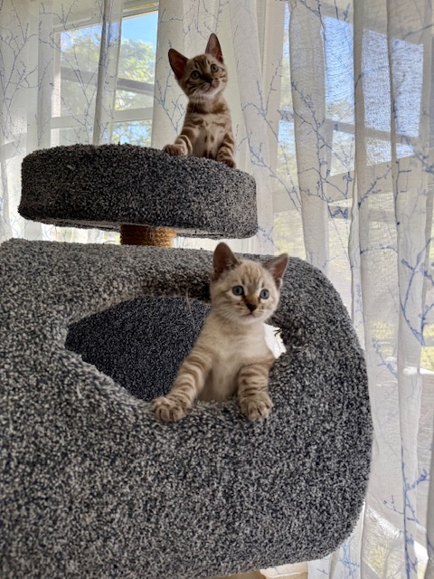 beautiful snow bengal kittens for sale in florida