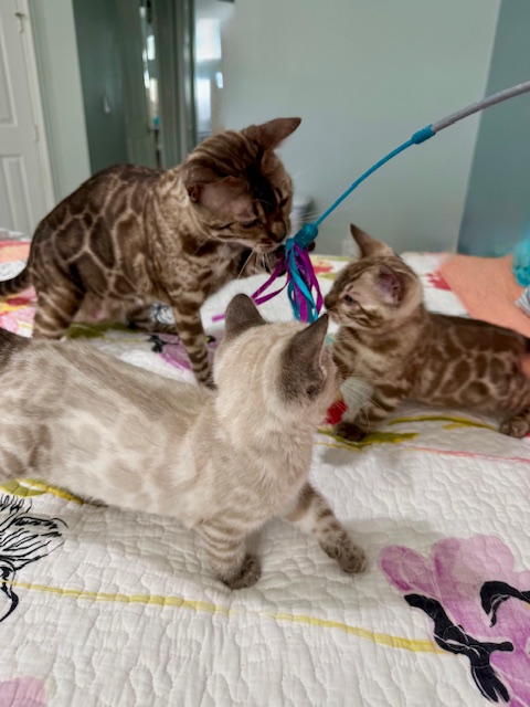 beautiful snow bengal kittens for sale in florida