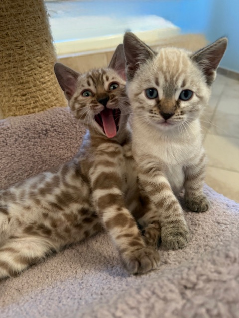 beautiful snow bengal kittens for sale in florida