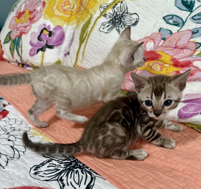 beautiful rosetted seal lynx point and mink snow bengal kitten for sale in florida