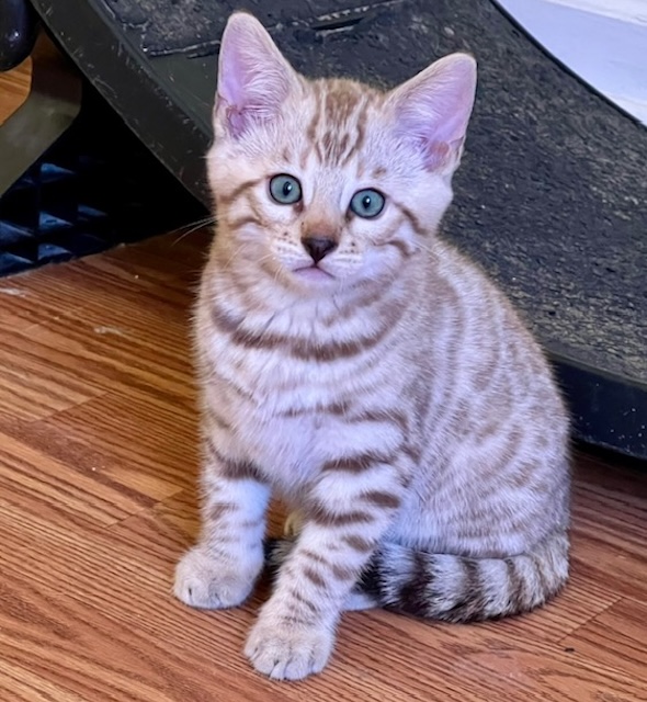 available bengal kittens for sale in Florida