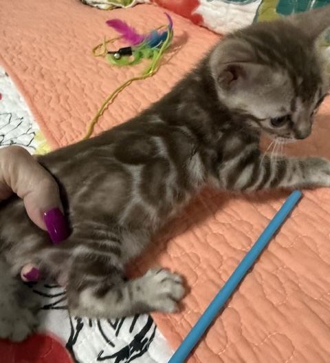 beautiful rosetted snow mink bengal kitten for sale in florida