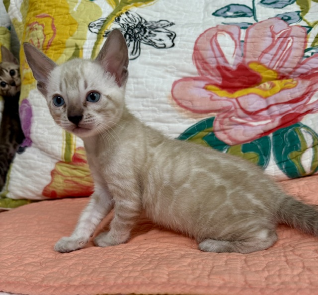 beautiful rosetted slp snow bengal kitten for sale in florida
