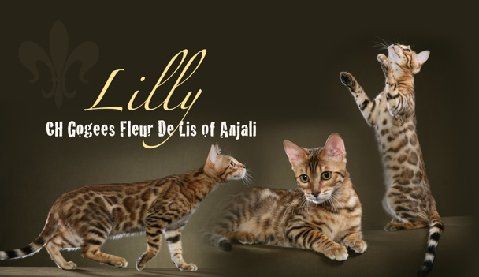 bengal cat Lilly