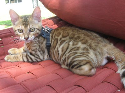 Bengal cat Alejandro