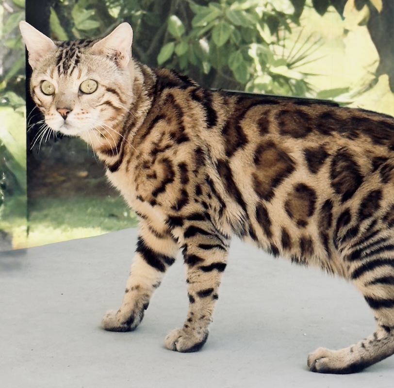 beautiful bengal stud for breeding slp snow and charcoal bengal kittens available for sale at ZawieCo Bengals in florida