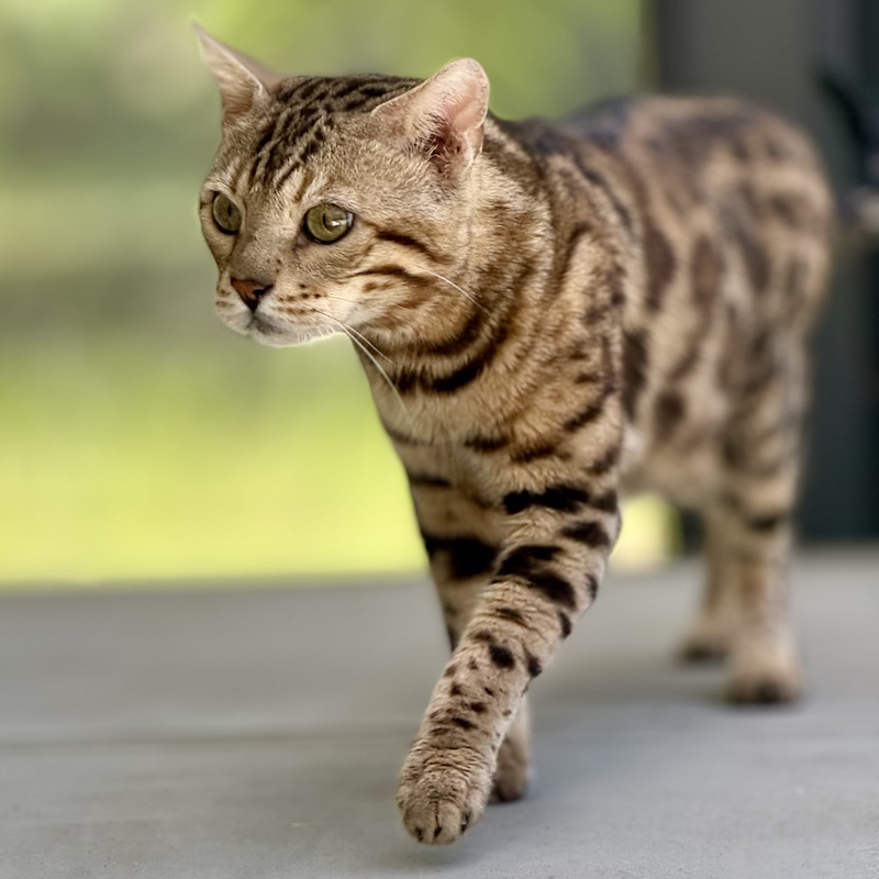 beautiful bengal stud for breeding slp snow and charcoal bengal kittens available for sale at ZawieCo Bengals in florida