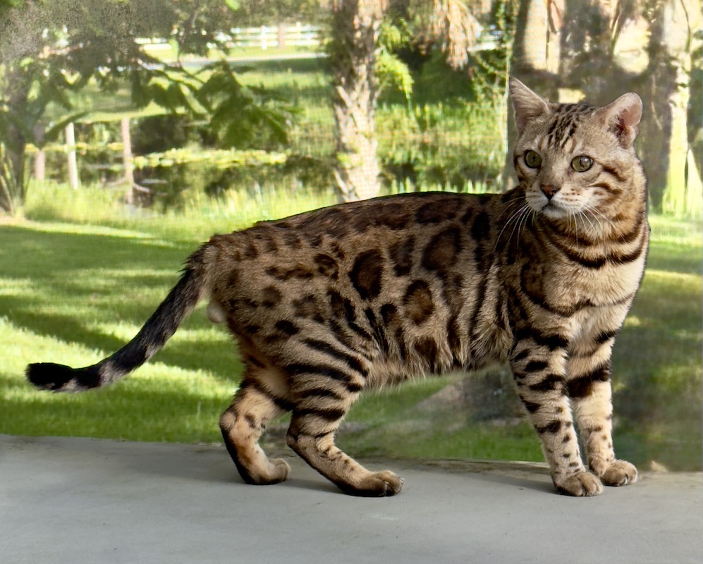 beautiful bengal stud for breeding slp snow and charcoal bengal kittens available for sale at ZawieCo Bengals in florida