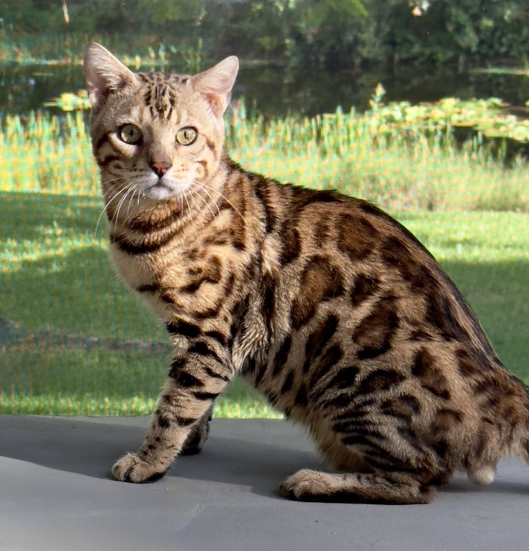 beautiful bengal stud for breeding slp snow and charcoal bengal kittens available for sale at ZawieCo Bengals in florida