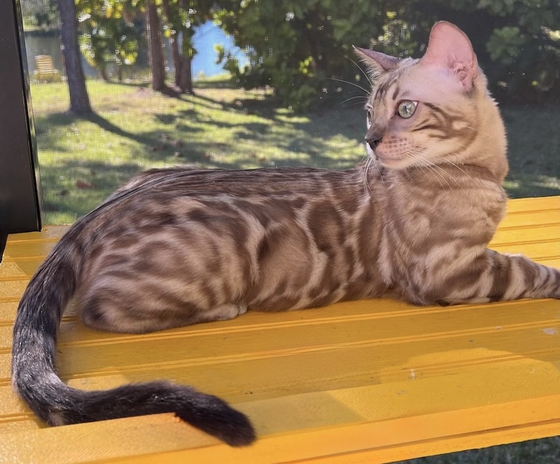 Bengal kittens, Bengal cat breeders, bengal cat, bengal cats, bengal kitten, Bengal kittens for sale in Florida, Bengal cats for sale Florida, Bengal cats Florida, bengal kittens Florida, Snow bengals, Charcoal bengals, Charcoal snow bengals