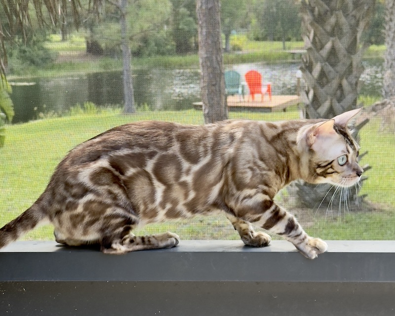 beautiful mink snow bengal stud for breeding bengal kittens for sale in florida