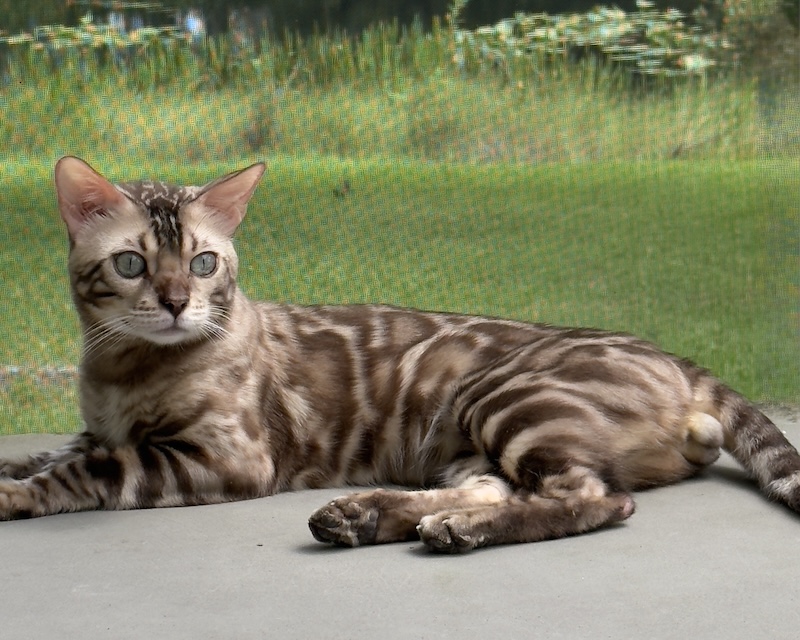 beautiful mink snow bengal stud for breeding bengal kittens for sale in florida