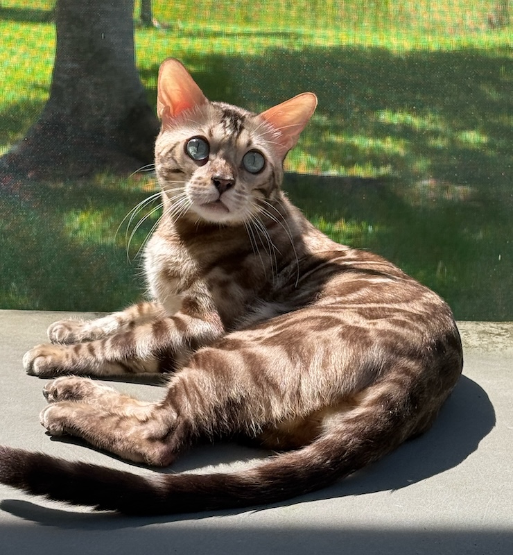 beautiful mink snow bengal stud for breeding bengal kittens for sale in florida