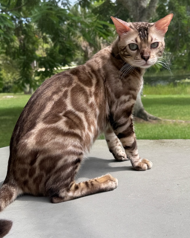 beautiful mink snow bengal stud for breeding bengal kittens for sale in florida