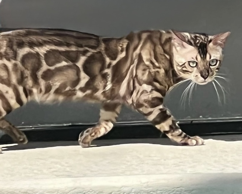 beautiful mink snow bengal stud for breeding bengal kittens for sale in florida