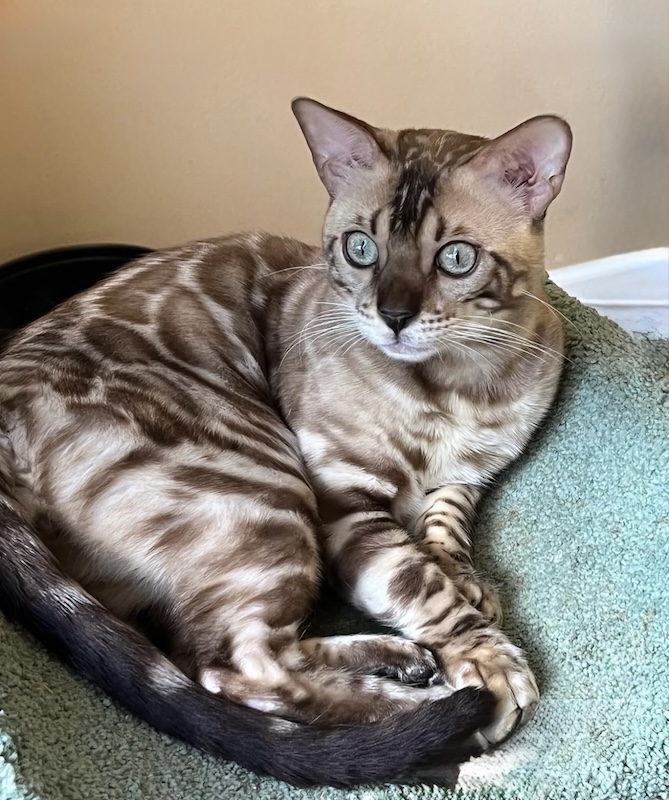 beautiful mink snow bengal stud for breeding bengal kittens for sale in florida