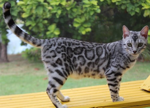 silver bengal