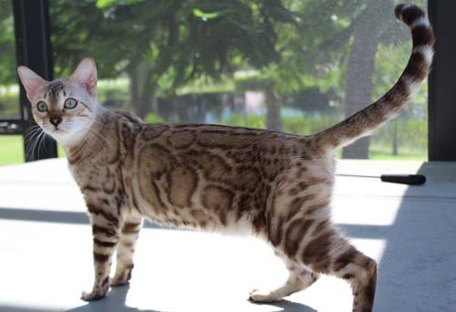 beautiful rosetted mink snow bengal queen for breeding bengal kittens at Zawieco in florida