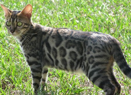 snow Bengal cat breeder in Florida