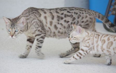 Bengal kittens, ZawieCo Bengal cat breeders, Bengal kittens for sale in Florida, Bengal cats for sale Florida, Bengal cats Florida, bengal kittens Florida, Snow bengals, Charcoal bengals, Charcoal snow bengals