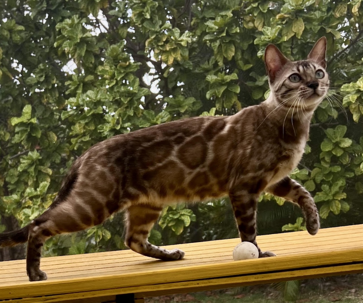 beautiful rosetted mink snow bengal queen for breeding bengal kittens at Zawieco in florida