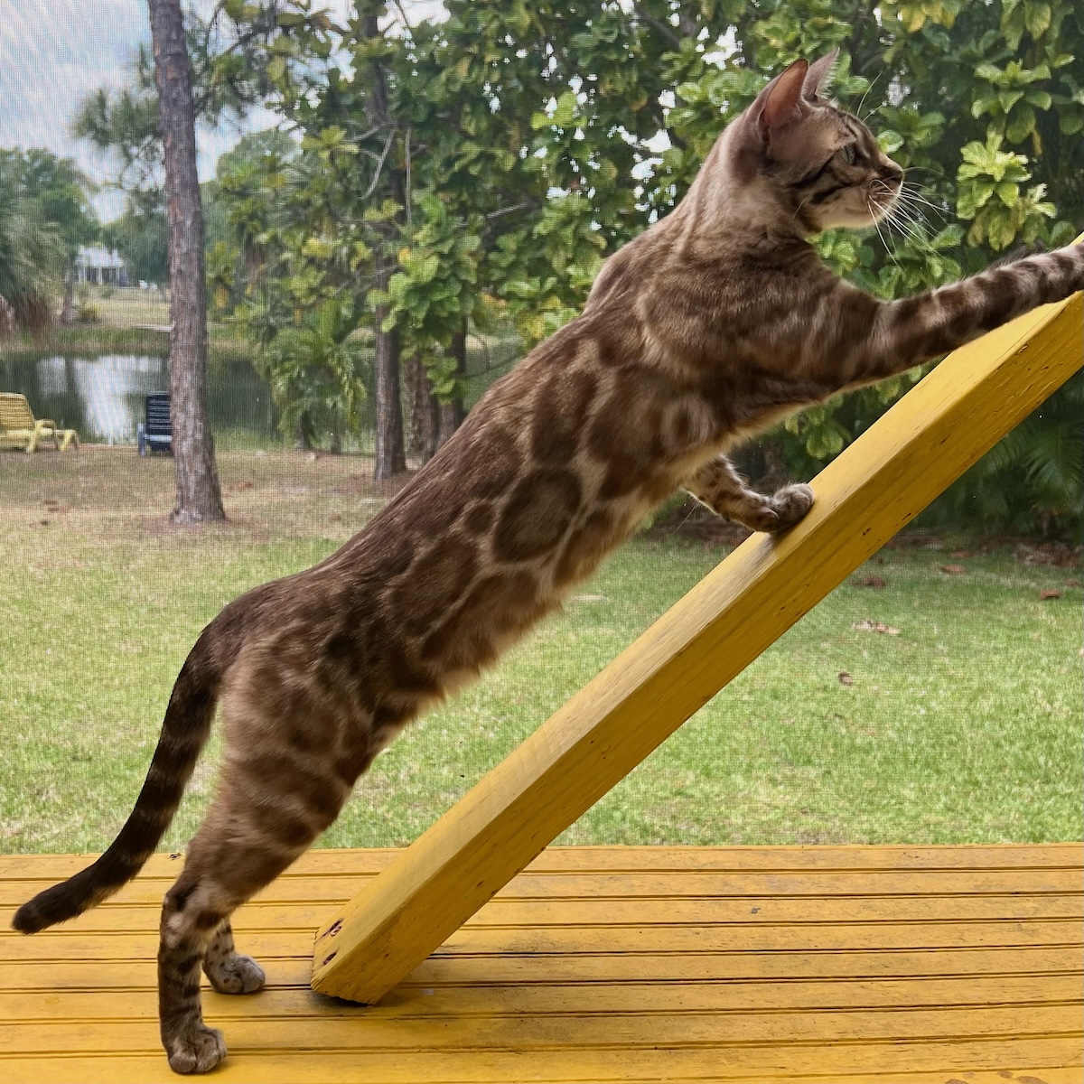 beautiful rosetted mink snow bengal queen for breeding bengal kittens at Zawieco in florida