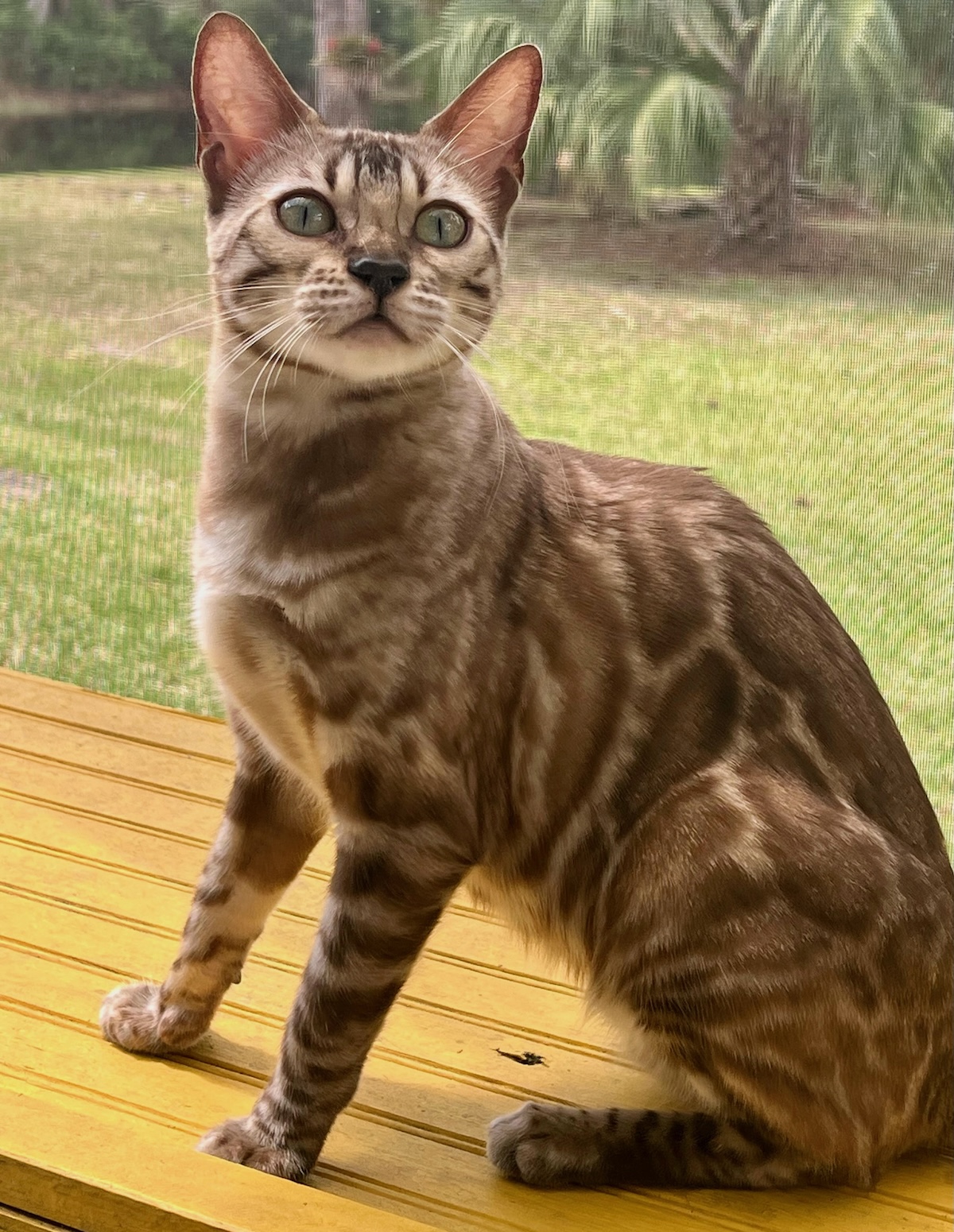 beautiful rosetted mink snow bengal queen for breeding bengal kittens at Zawieco in florida