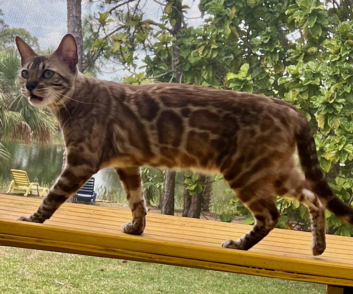 beautiful rosetted mink snow bengal queen for breeding bengal kittens at Zawieco in florida