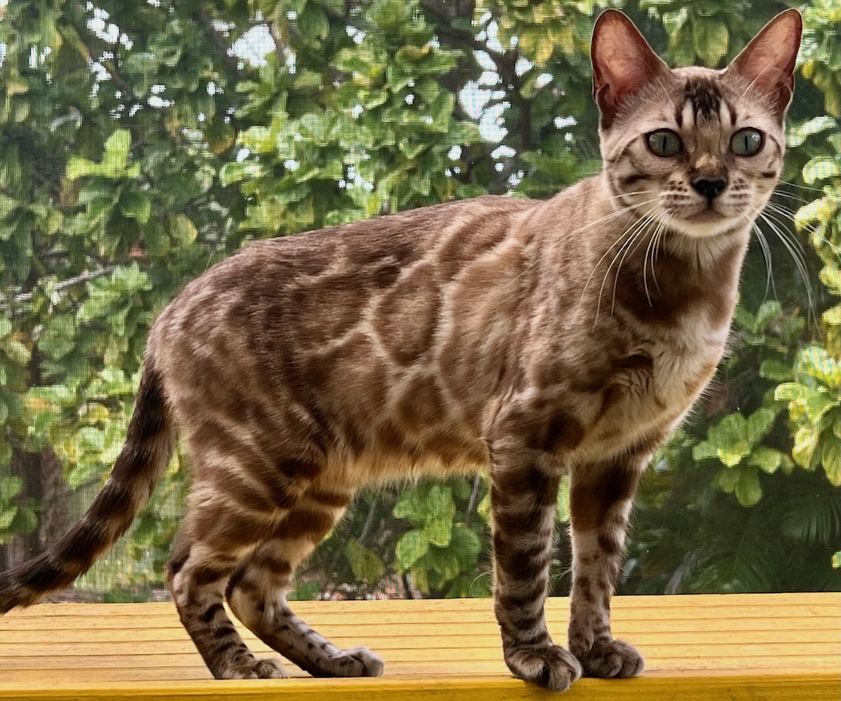 snow mink bengal