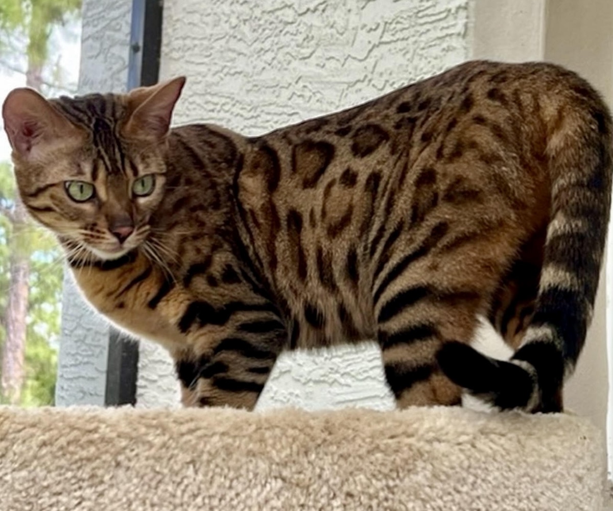 beautiful rosetted bengal queen for breeding bengal kittens at Zawieco in florida