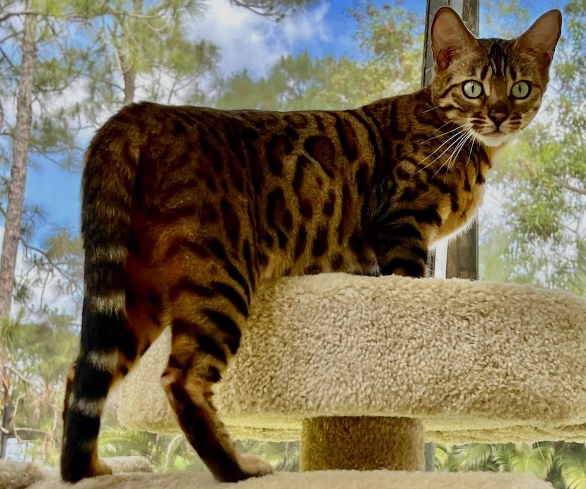 snow mink bengal