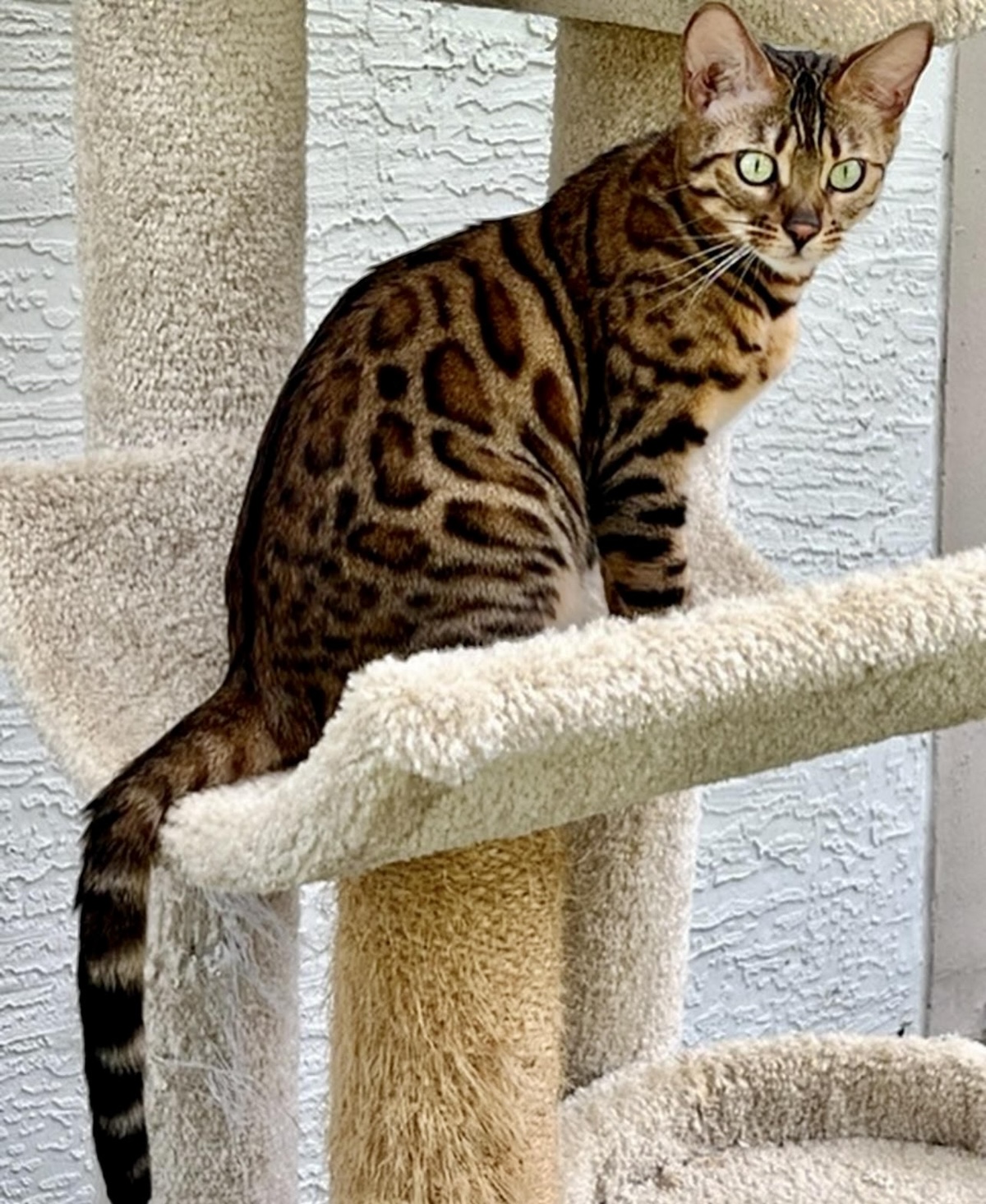 beautiful rosetted bengal queen for breeding bengal kittens at Zawieco in florida