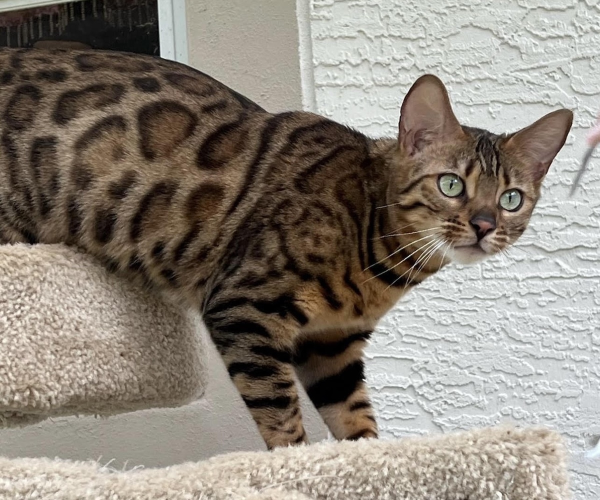 beautiful rosetted bengal queen for breeding bengal kittens at Zawieco in florida